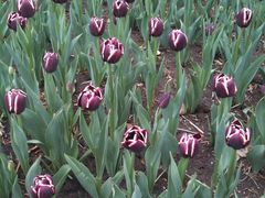 郁金香-长春公园(普阳街道)