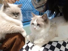 -怪兽屋·羊驼·猫咖·狗咖(俊华广场店)