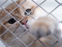 -喵的天空名猫咖啡馆·撸猫·猫舍·用品