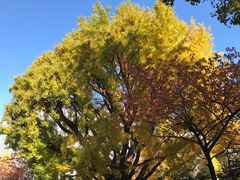 -北海道厅旧本厅舍(旧本庁舎)