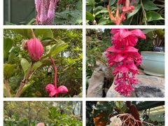 -中国科学院华南植物园