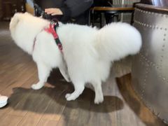 -宠颐生斯嘉宠物医院·急重症·心内科(谷阳北路分院)