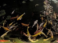 -广州白天鹅宾馆