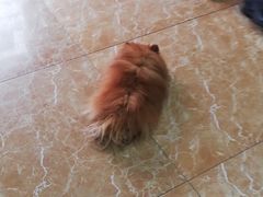 -A猫a狗全科·犬猫异宠·芥西宠物医院(南开总院)