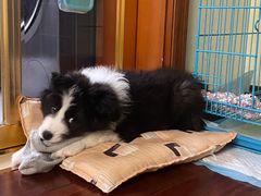 -翊宠yipet猫狗购宠庄园犬舍•猫舍