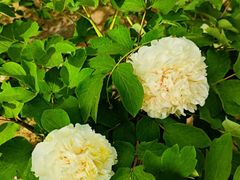 -仁和公园(顺义区)