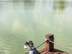-桃花岛景观公园