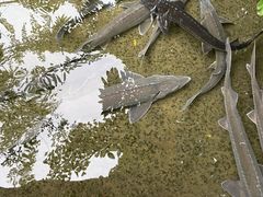 -源泉冷水鱼庄(小鱼洞店)