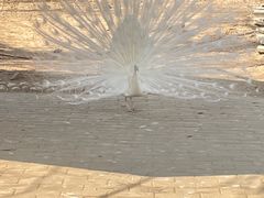 -石家庄市动物园