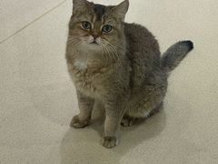 -藏猫猫咖啡主题馆(中央大道店)