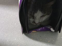 -心仪动物医院·牙专科·肿瘤·心脏科(西客站院)