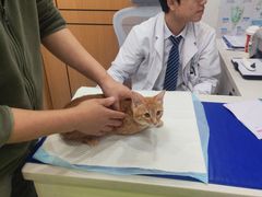 -博特宠物医院24h犬猫全科.骨科·异宠