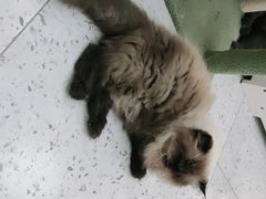 -喵园·猫主题咖啡厅·撸猫·猫咖(国贸店)