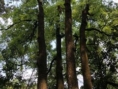 -广州市流溪河国家森林公园