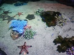 -暹罗海洋世界