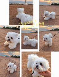 点击看大图 -乐派诗婚纱摄影