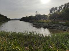 -福田红树林生态公园