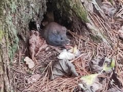 -五营红松林海景区