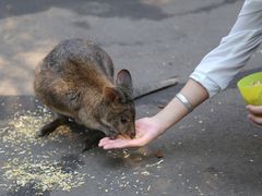 -费瑟代尔野生动物园