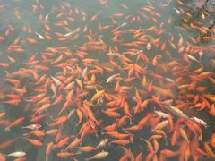 -西湖外事游船(花港观鱼码头)