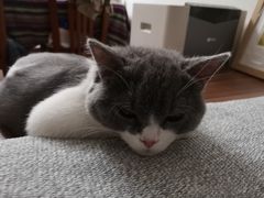 -纳吉亚猫专科动物医院博雅分院