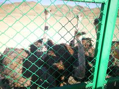 -新疆天山野生动物园