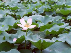 -荷塘月色湿地公园·向阳花洲