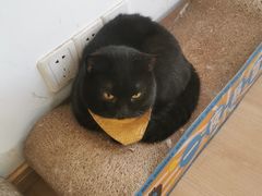 -猫在这儿猫咪咖啡馆·撸猫馆