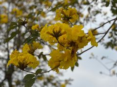 -天适樱花悠乐园