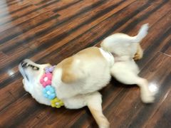 -豆柴町-柴犬主题狗咖(红鼎国际C座店)