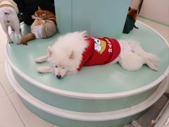 -怪兽屋·羊驼·猫咖·狗咖(俊华广场店)