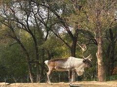 -北京野生动物园