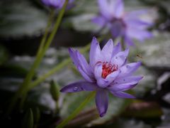 -国家植物园南园