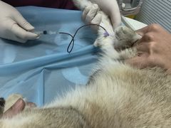 -纳吉亚猫专科动物诊疗中心(蒋宅口分院)