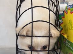 -伟伟宠物医院·CT影像中心·瑞派犬猫综合性门诊(汉口总院)