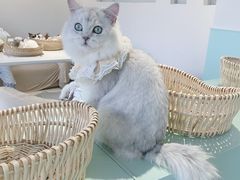 -怪兽屋·羊驼·猫咖·狗咖(俊华广场店)
