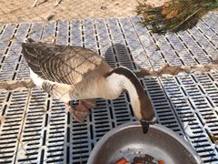 -北京鹿世界主题园