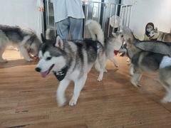 -Husky Go! 哈士奇体验馆·宠物咖啡厅狗咖