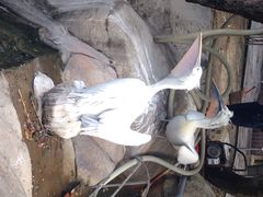 iphone_upload_pic-百鸟园