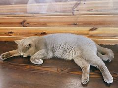 -蓝鲸·缅因猫舍