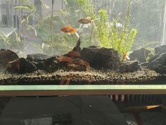 -泰谷酒店·太古码头闽菜自助餐厅