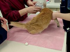 -北京观赏动物医院·24小时大型综合·猫专科·异宠专科