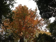 -岳麓山风景名胜区