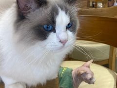 -藏猫猫咖啡主题馆(中央大道店)