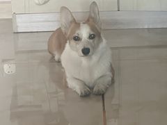 -邢大夫动物医院