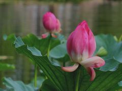 景点-陶然亭公园