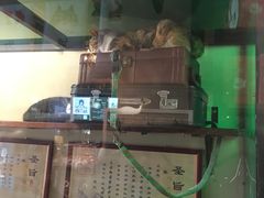 -猫咪博物馆(顶澳仔猫街店)