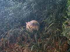 -全家便利店(杨南路店)