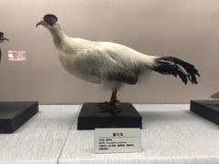 -青藏高原自然博物馆