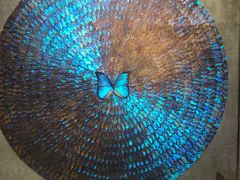 -上海昆虫博物馆